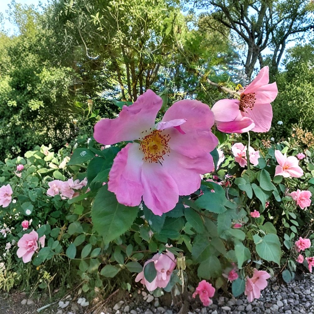 Dapple Dawn Own-Root English Rose – Live Plant in 6 Inch Nursery Pot | Pink Reblooming Rose | Large Single Blooms | Easy to Grow