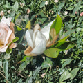 Southern Magnolia Tree – Magnolia grandiflora Live Tree | 4–5 Feet Tall | Includes Healthy Root System | Evergreen Shade Tree | Fragrant White Flowers