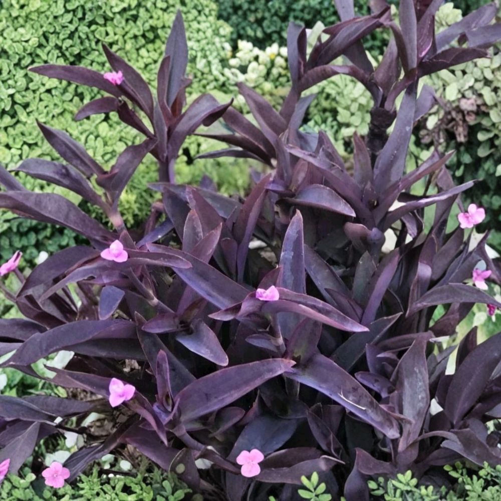 6 Purple Heart Unrooted Cuttings – Tradescantia pallida | 6 Inches Long | Fast Growing Trailing Plant | Easy to Root | Indoor & Outdoor Friendly