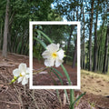 White Oleander – Nerium oleander Live Plant | 3 Gallon Size | White Flowering Shrub | Includes Root Ball | Landscape & Garden Friendly | Easy to Grow