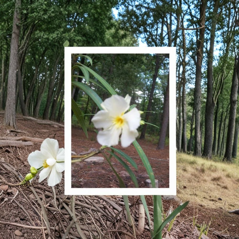 White Oleander – Nerium oleander Live Plant | 3 Gallon Size | White Flowering Shrub | Includes Root Ball | Landscape & Garden Friendly | Easy to Grow