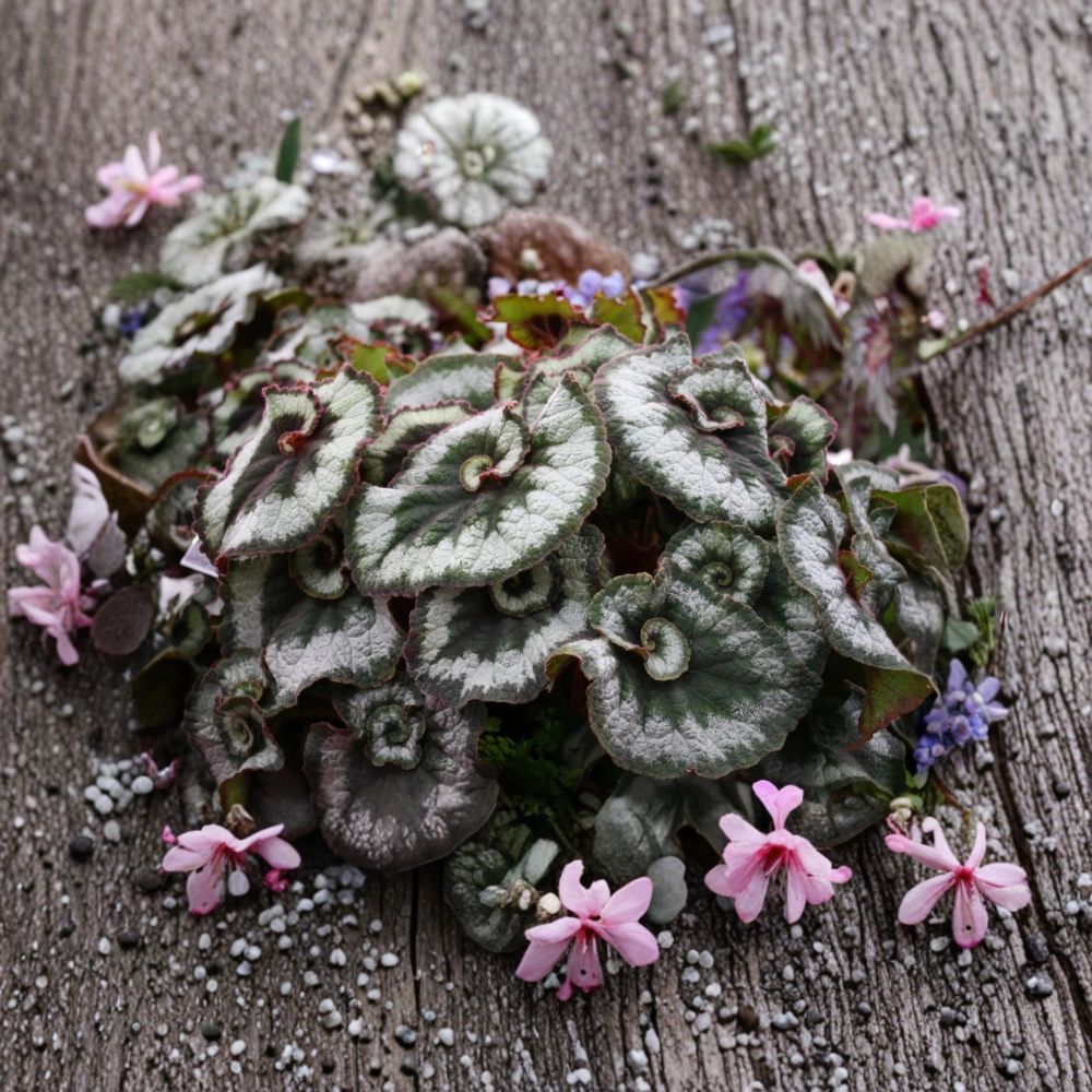 Begonia Escargot Live Plant | 4–6 Inches Tall | Spiral Foliage Houseplant | Ships Without Pot | Easy to Grow