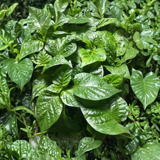 Choose Any 3 Live Super Hot Pepper Plants – 75+ Day Old Starter Plants | Organic Garden Ready | Mix & Match Varieties | Healthy Live Plants