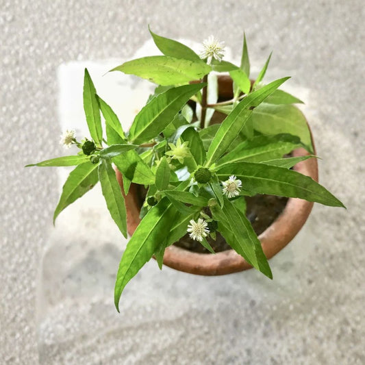Bhringraj False Daisy Live Plant – Eclipta prostrata | Ayurvedic Herb | Rooted Herbal Plant | Hair Care Garden Herb | Container Friendly