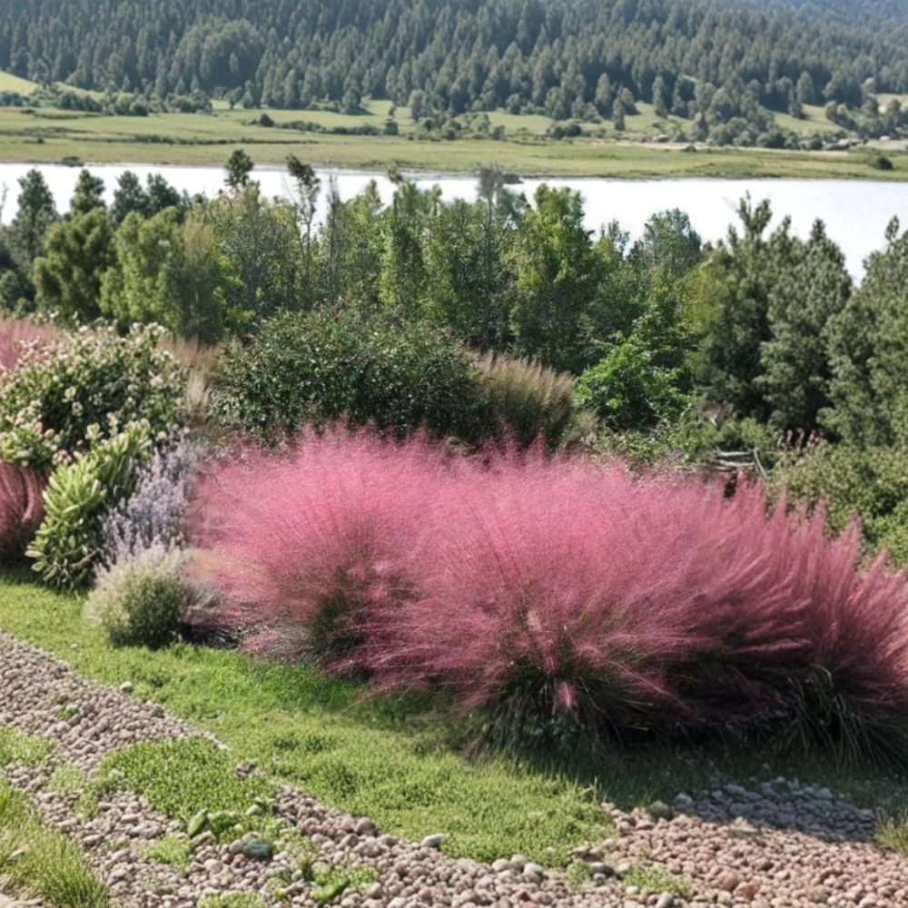 Pink Muhly Grass Live Plant – 10–12 Inches Tall | Ships Without Pot | Ornamental Grass | Drought Tolerant | Garden & Container Friendly