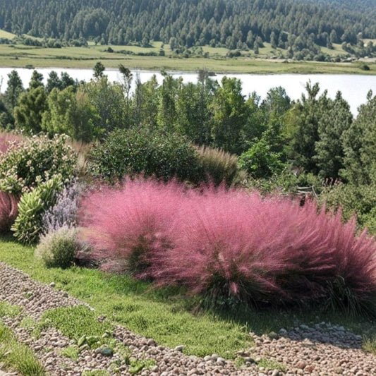 Pink Muhly Grass Live Plant – 10–12 Inches Tall | Ships Without Pot | Ornamental Grass | Drought Tolerant | Garden & Container Friendly