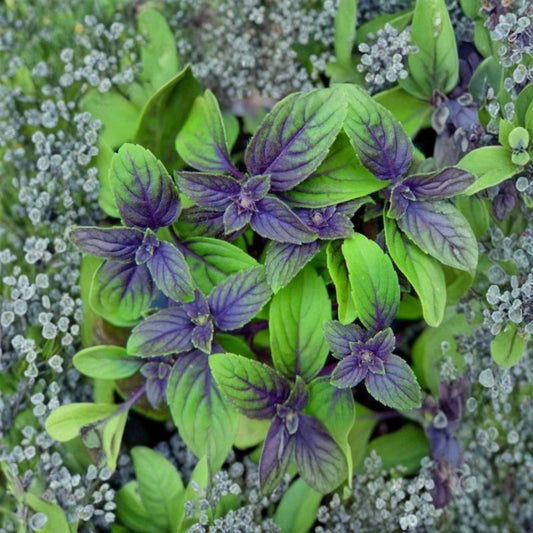 African Blue Basil – Live Herb Plant | 4–6 Inches Tall | Well-Rooted Starter Plant | Fragrant Culinary & Ornamental Herb