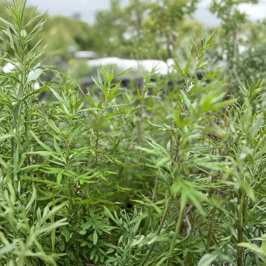 Mugwort Live Bare Root Plants – Set of 3 | Artemisia vulgaris | Medicinal Herb Starter | Hardy Perennial | Garden & Container Friendly | Bare Root
