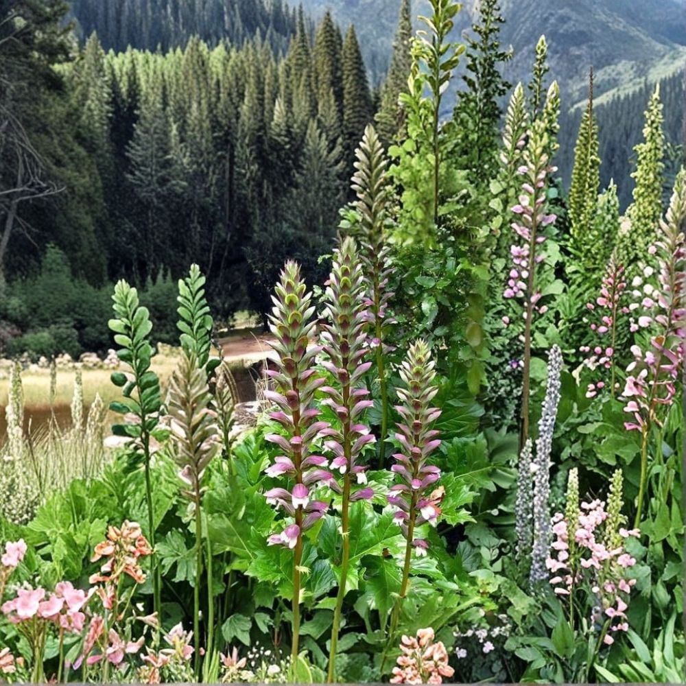 Acanthus Mollis Live Plant | Bear's Breeches | Purple & White Flowering Perennial | Rooted Plant | Shade Garden Favorite