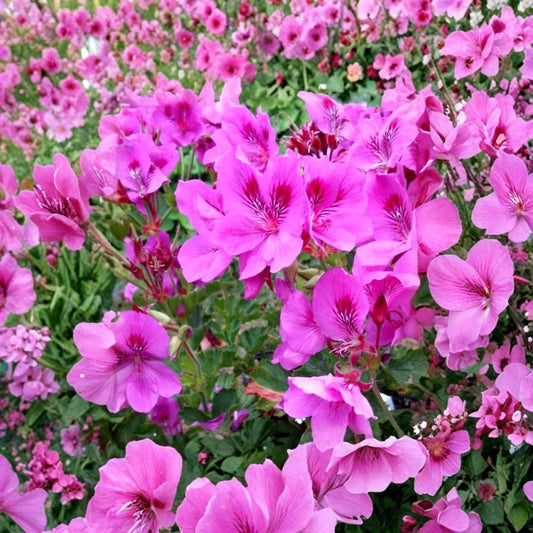 5 Purple Pink Regal Geranium Cuttings – Pelargonium × domesticum | 6 Inches Long | Unrooted Live Plant Cuttings | Fragrant Flowering Plant | Easy to Root