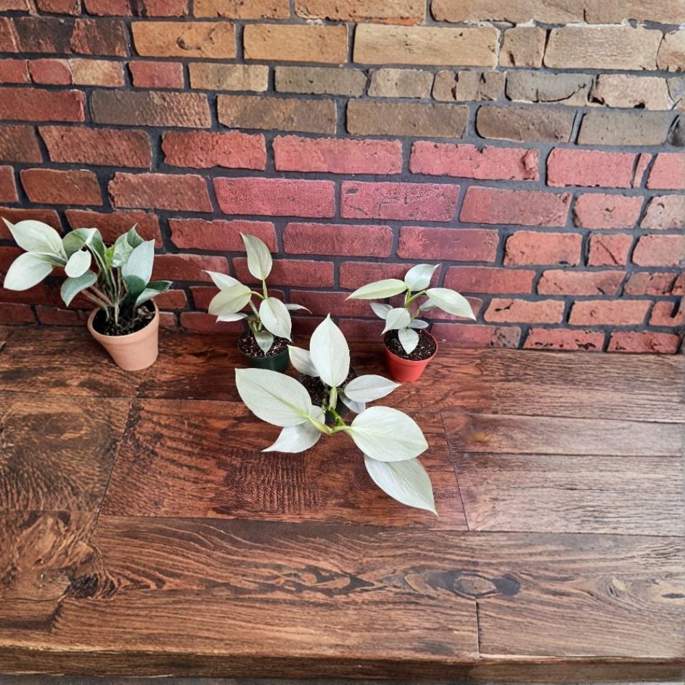 Silver Sword Philodendron – Philodendron hastatum | 4" Live Potted Houseplant | Bluish Silver Sword-Shaped Leaves | Aroid Plant