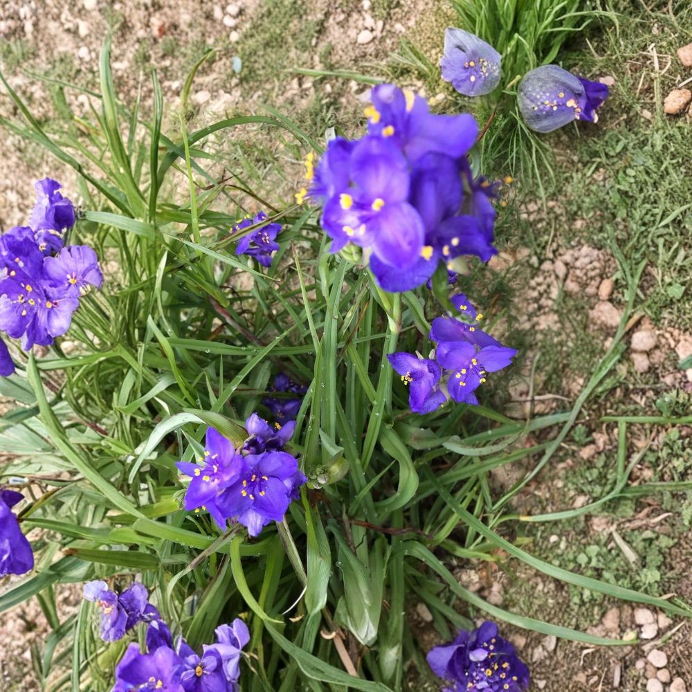 25 Spiderwort Tradescantia Bare Root Rhizomes | Live Perennial Plants | Purple Flowering Bulbs | Ready to Plant | Fast Spreading