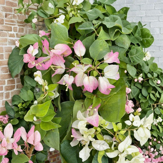 Yani's Delight Bougainvillea Live Plant – Well Rooted Starter Plant | 3" Pot | Tropical Flowering Plant | USA Seller