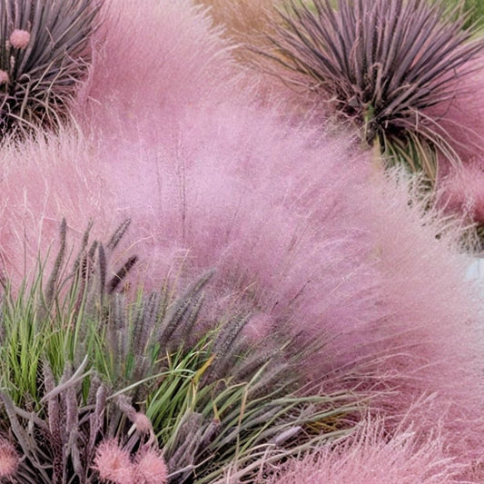 Pink Gulf Muhly Grass Live Plant – Muhlenbergia capillaris | Fully Rooted 1 Gallon Trade Pot | Pink Plumes | Ornamental Grass | Drought & Deer Resistant | Zones 6–10