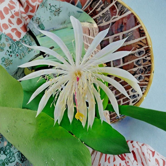 Night Blooming Cereus – Live Rooted Cactus Plant | 4 Inch Nursery Pot | Fragrant White Blooming Cactus | Easy-Care Succulent
