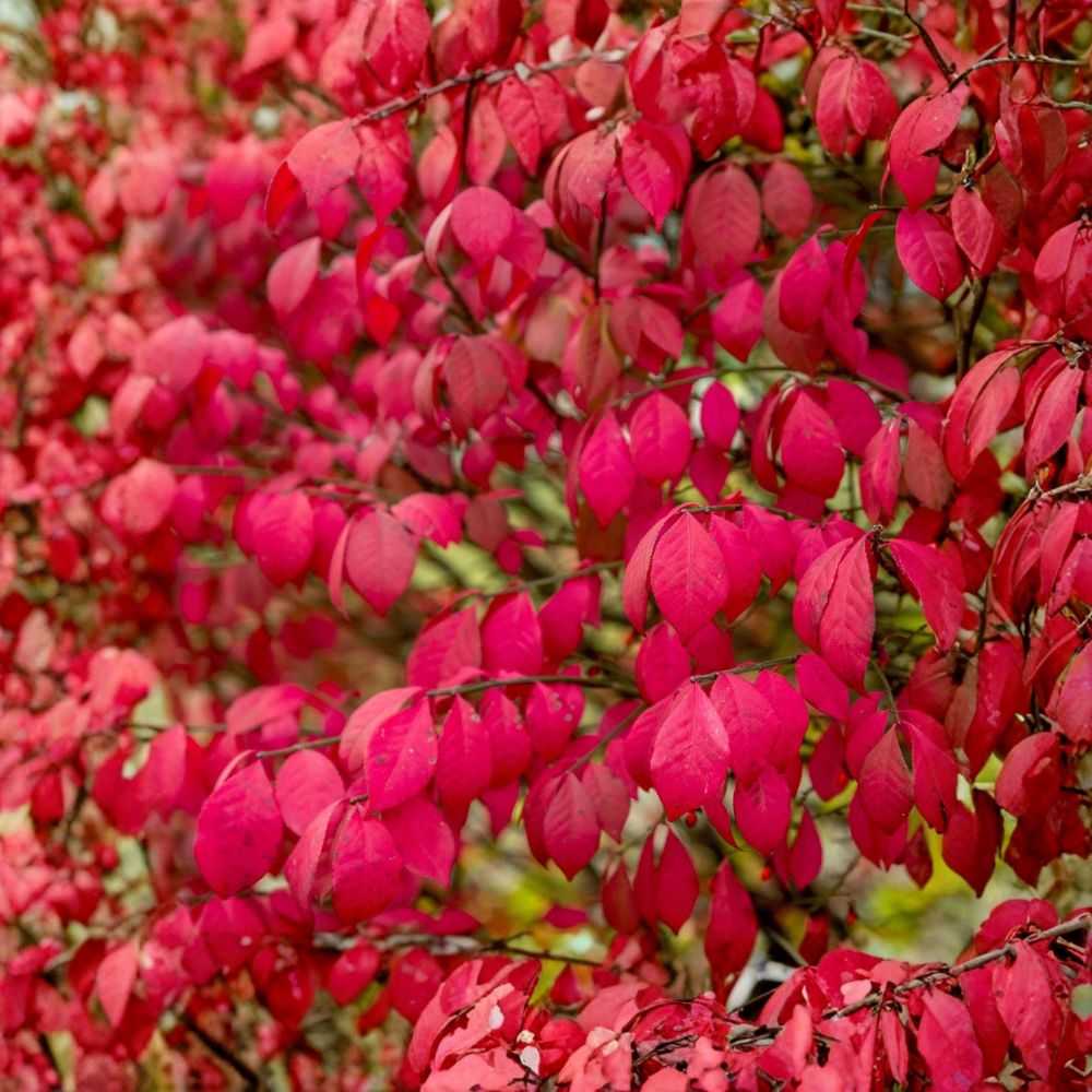 2 Burning Bush Live Plants | 8+ Inches Tall | Bare Root | Euonymus alatus | Brilliant Fall Color | Hardy Landscape Shrub