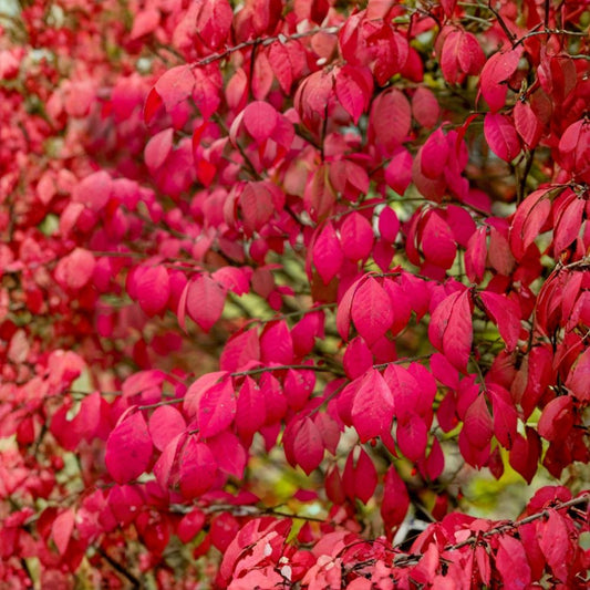 2 Burning Bush Live Plants | 8+ Inches Tall | Bare Root | Euonymus alatus | Brilliant Fall Color | Hardy Landscape Shrub