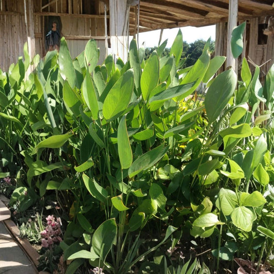 Thalia Dealbata Live Plant – Fully Rooted Aquatic Marginal | 15–29 Inch Tall | Hardy Pond & Bog Plant | Lavender Flowers | Water Garden Plant | Buy 2 Get 1 Free