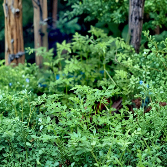 Vietnamese Water Celery Live Plants | 3–5 Rooted Plants | Rau Can Nuoc | Aquatic Edible Herb | Easy to Grow | Pond & Container Friendly