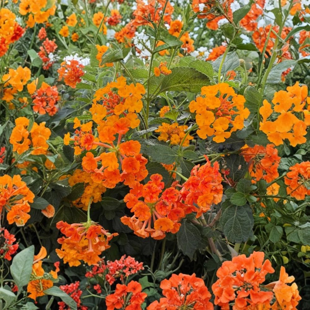 2 Radiation Lantana Plants – Lantana camara | 4–6" Live Starter Plants | Colorful Flowering Shrub | Tropical Garden Plant | No Pot
