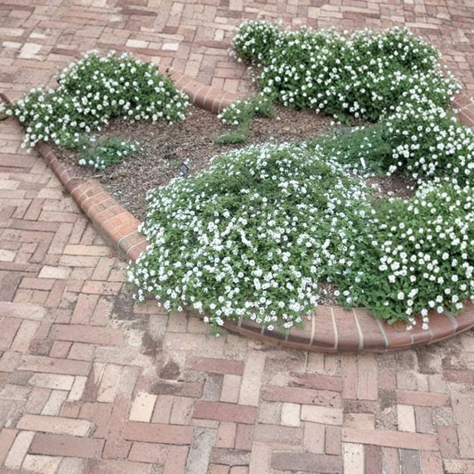 White Trailing Lantana – Live Plant | Fully Rooted in 1 Gallon Nursery Pot | Evergreen Ground Cover | Heat & Drought Tolerant