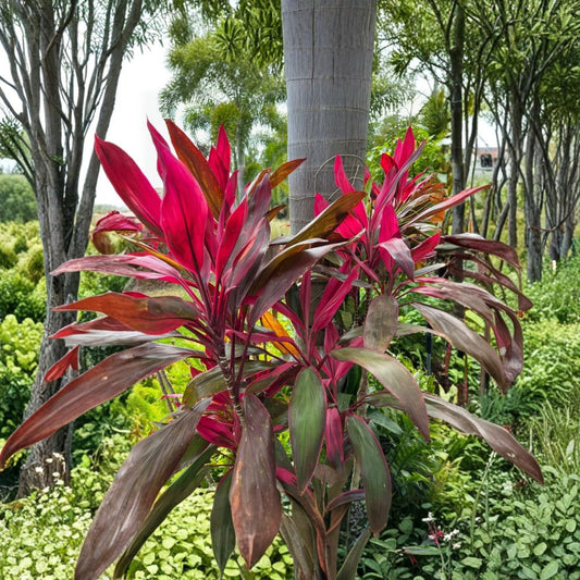 Hawaiian Ti Plant 'Red Sister' | Cordyline fruticosa | Live Plant in 4 Inch Pot | Tropical Houseplant | Colorful Evergreen Foliage