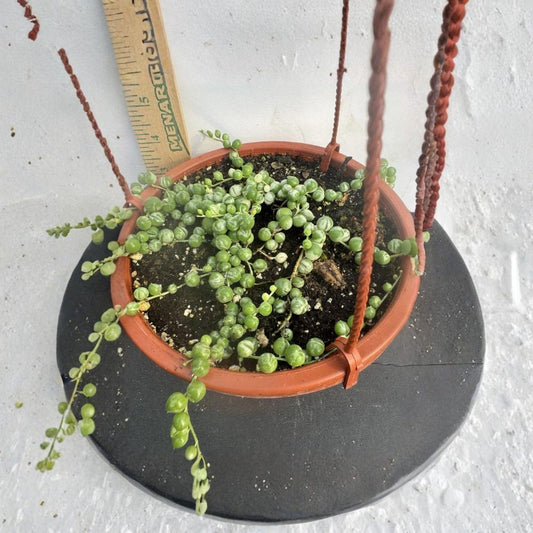 Variegated String of Pearls Live Plant – Rooted Succulent in 6" Pot | Senecio String of Pearls | Trailing Houseplant | Easy Care