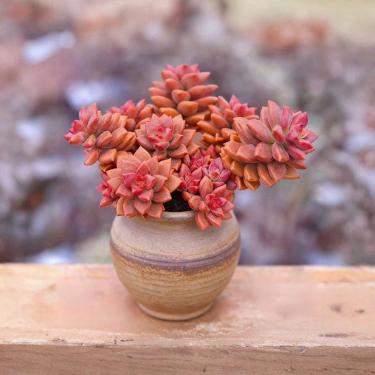 Live Echeveria Succulent Plant – 2 Inch Size | Rare Indoor Succulent | Easy Care Houseplant | Drought Tolerant | Great Gift