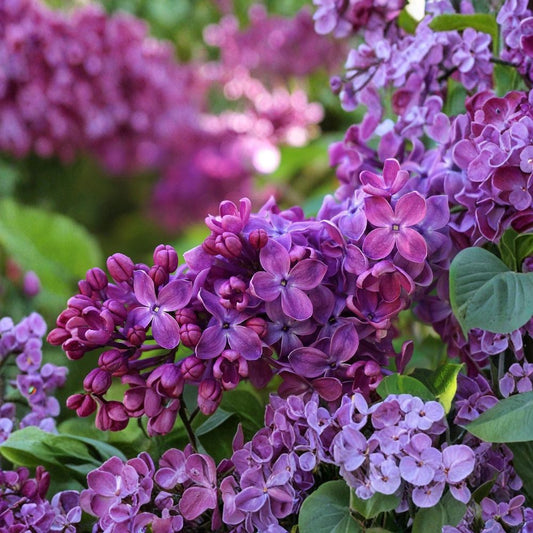 Congo French Lilac Live Plant | 12+ Inches Tall | Syringa vulgaris 'Congo' | Fragrant Flowering Shrub | Hardy Landscape Plant | Zones 3–8