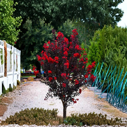 Ruby Thunderstruck Crape Myrtle Starter Plant | Lagerstroemia | Well-Rooted Live Plant | Ships in Container | Vibrant Flowering Tree