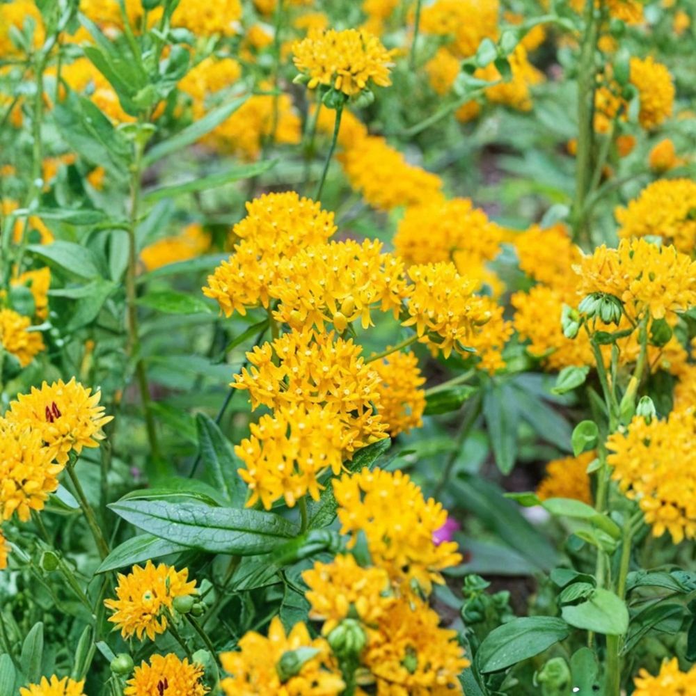 2 Yellow Milkweed Plants – Asclepias perennis | 3–6" Live Starter Plants | Yellow Swamp Milkweed | Pollinator Garden | No Pot