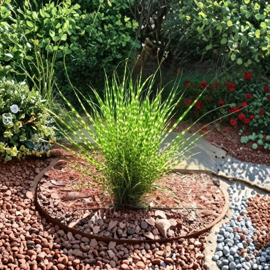 Zebra Maiden Grass Live Plant – Large 3+ Year Old Well-Rooted Clump | Miscanthus sinensis ‘Zebrinus’ | Ornamental Grass | Zones 3–9