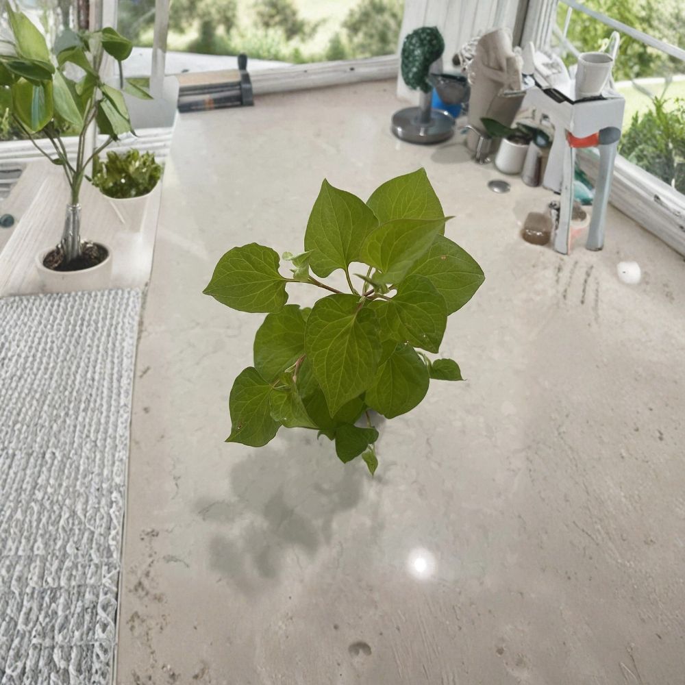 5 Live Fish Mint Plants – Houttuynia cordata | Vietnamese Coriander / Rau Ram | Rooted Plants | Easy-Growing Herb | No Pot