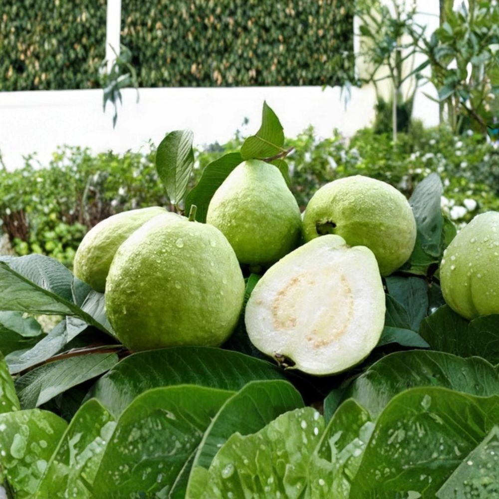 White Guava Tree – Psidium guajava Live Starter Plant | 6–10 Inches Tall | Includes 4 Inch Nursery Pot | Tropical Edible Fruit Tree