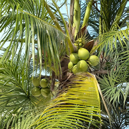 Coconut Palm Live Plant – Cocos nucifera | 2–3 Feet Tall | Rooted Tropical Palm Tree | Outdoor Patio & Garden Plant | Tropical Landscape