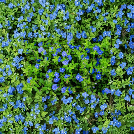 Evolvulus Blue Daze Live Starter Plants – 3–6" Tall | Drought-Tolerant Groundcover | Blue Flowering Perennial | Easy Care