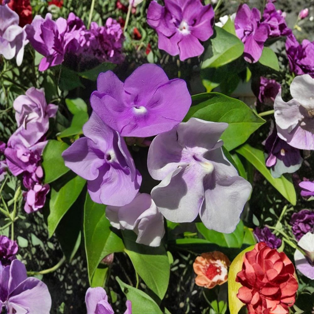 Yesterday Today Tomorrow Live Plant | 4 Inch Pot | Brunfelsia pauciflora | Purple White Flowering Shrub | Tropical Garden Plant | Zones 8B–10