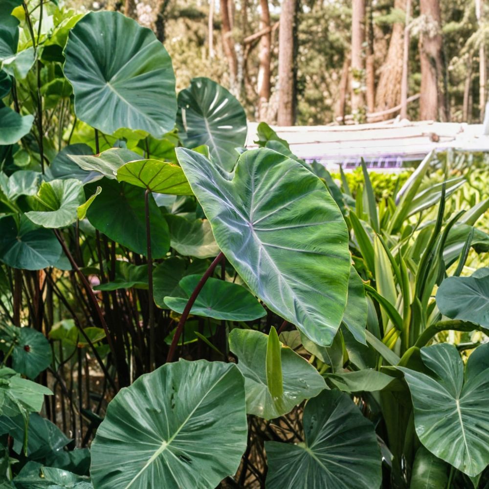 Fontenes II Colocasia Live Plant – 4–6 Inches Tall | Ships Without Pot | Tropical Elephant Ear Starter Plant | Bold Foliage | Easy to Grow