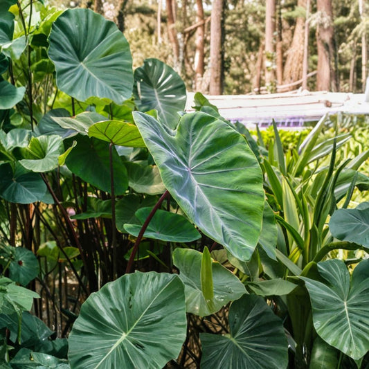 Fontenes II Colocasia Live Plant – 4–6 Inches Tall | Ships Without Pot | Tropical Elephant Ear Starter Plant | Bold Foliage | Easy to Grow