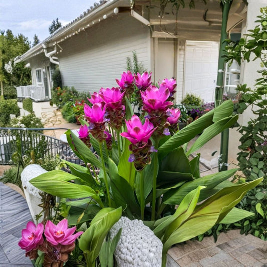 Curcuma 'Siam Shadow' Live Plant | 3–6 Inches Tall | Purple Pink Tropical Ginger | Rooted Starter Plant | Ships Bare Root | No Pot