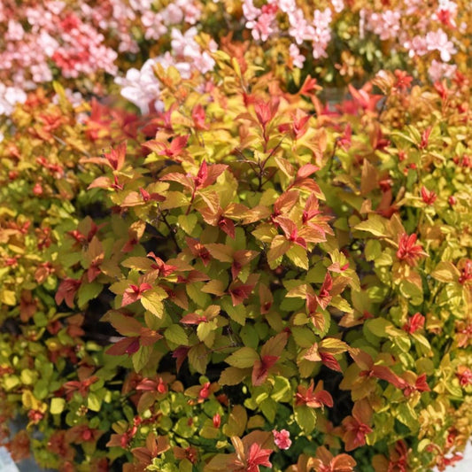 Gold Flame Spirea – Spiraea japonica 'Gold Flame' Live Plant | 10–14 Inches Tall | Includes Quart Nursery Pot | Hardy Flowering Shrub