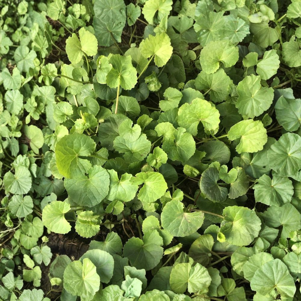 10 Gotu Kola Plants – Centella asiatica | Live Bare Root Pennywort | Medicinal Herb | 10 Plant Set | Ready to Plant
