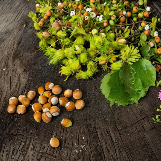 American Hazelnut Tree Live Plant – 4–6" Tall | Corylus americana | Native Edible Nut Tree | Deciduous Tree