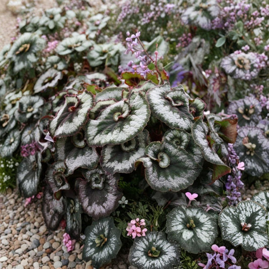 Begonia Escargot Live Plant – 4–6 Inches Tall | Ships Without Pot | Spiral Foliage Houseplant | Shade Loving Begonia | Easy to Grow
