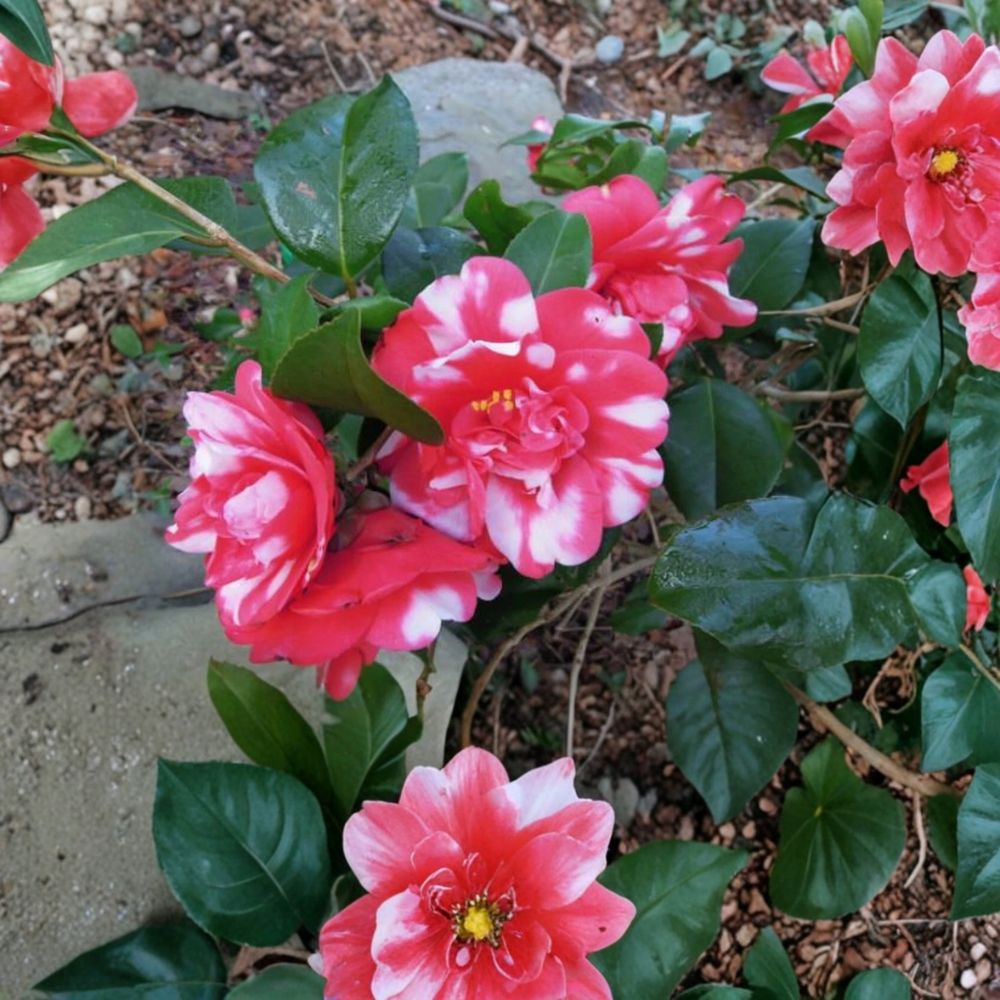 Governor Mouton Camellia Live Starter Plant | Camellia japonica | Ships Without Pot | Variegated Evergreen Shrub | Shade Garden Favorite