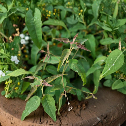 Lemon Eucalyptus Live Tree Plant – 5" Pot | Corymbia citriodora | Fragrant Evergreen Tree | Ornamental Patio Plant