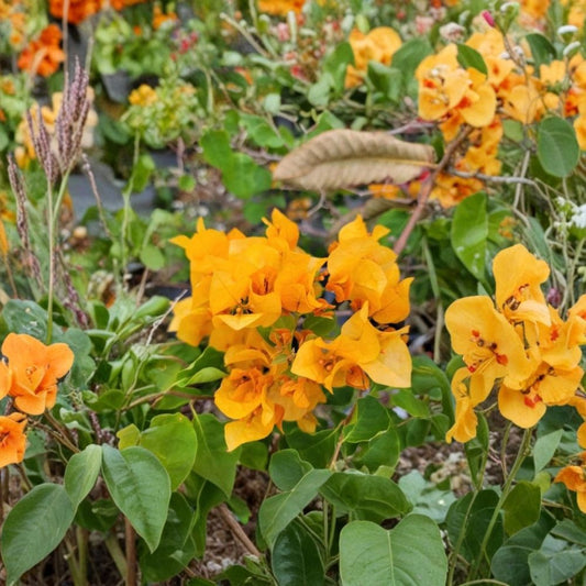 California Gold Bougainvillea Live Plants – Set of 3 | 4–6 Inch Starter Plants | Yellow Blooms | Tropical Flowering Vine | No Pots | Warm Climate Garden Plant