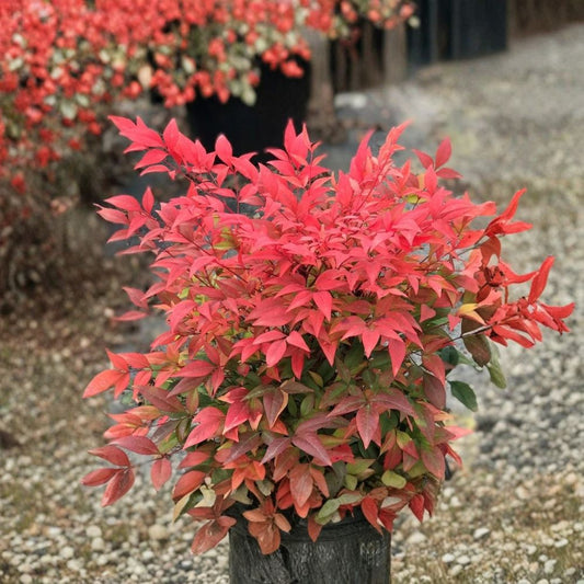 Gulf Stream Heavenly Bamboo Live Plant | Nandina domestica 'Gulf Stream' | 6–12 Inch Starter Plant | Bare Root | Colorful Evergreen Shrub