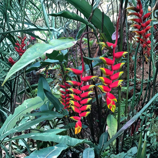 Set of 2 Heliconia Rostrata Live Rhizomes | Hanging Lobster Claw | Tropical Flower Rhizomes | False Bird of Paradise | Zones 9–11