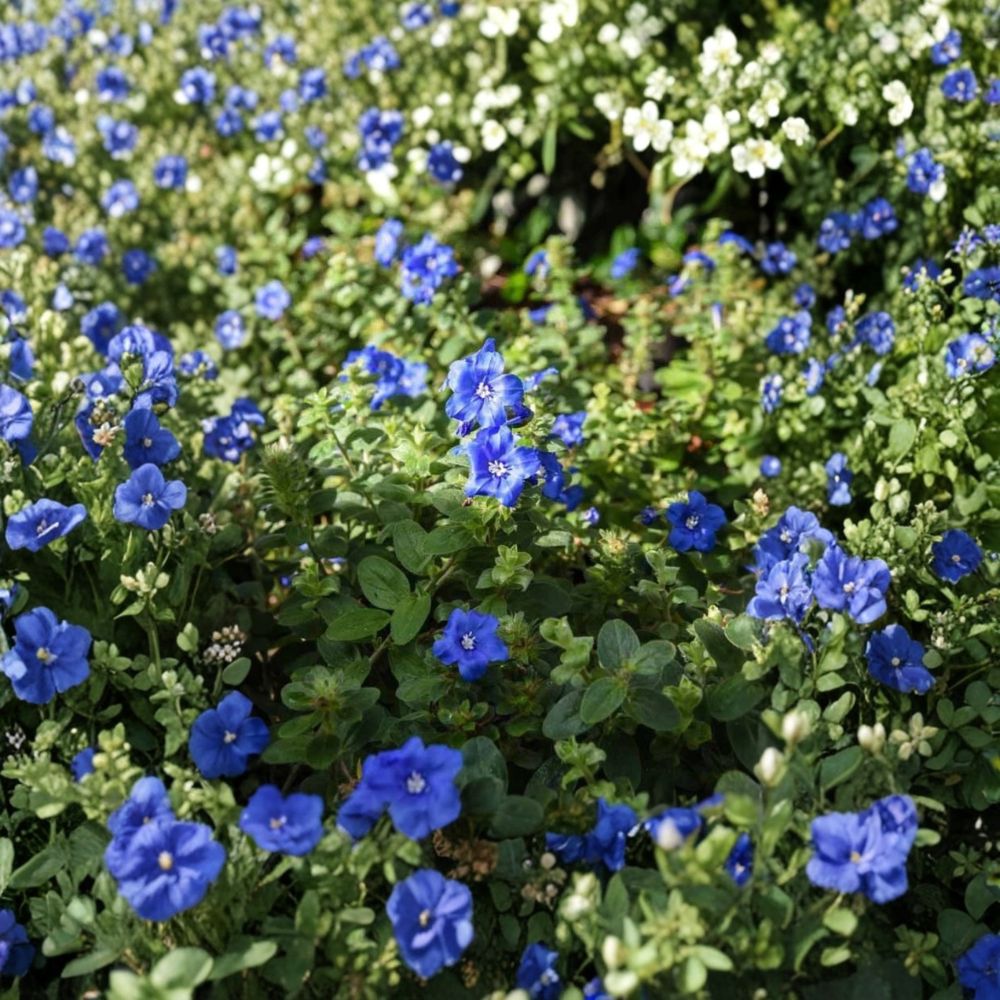 2 Live Evolvulus Blue Daze Plants – 4–6 Inches Tall | No Pot | Blue Flowering Groundcover | Heat & Drought Tolerant | Easy to Grow